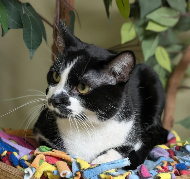 Bo Jangles thumbnail 4