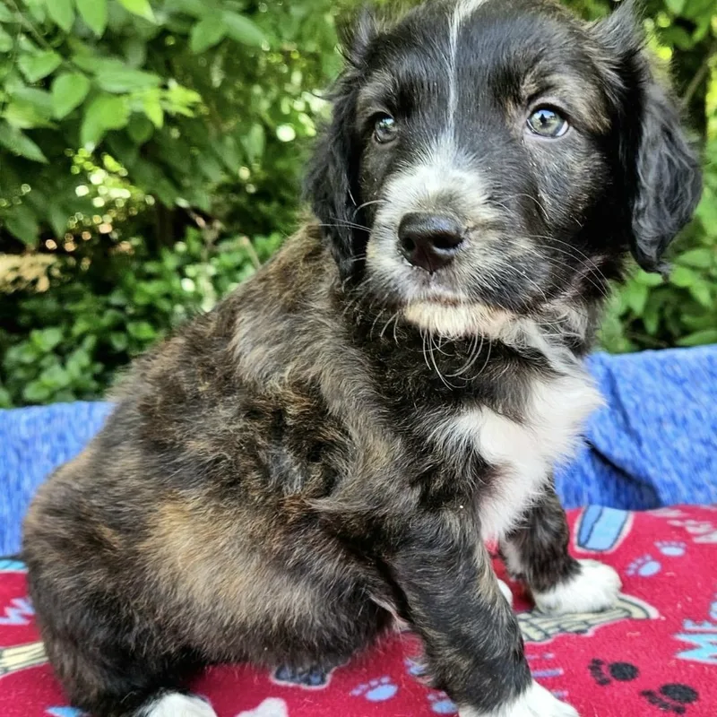 A baby medium-sized male Brindle Australian Shepherd dog named Linguine for adoption in Pelham, NH