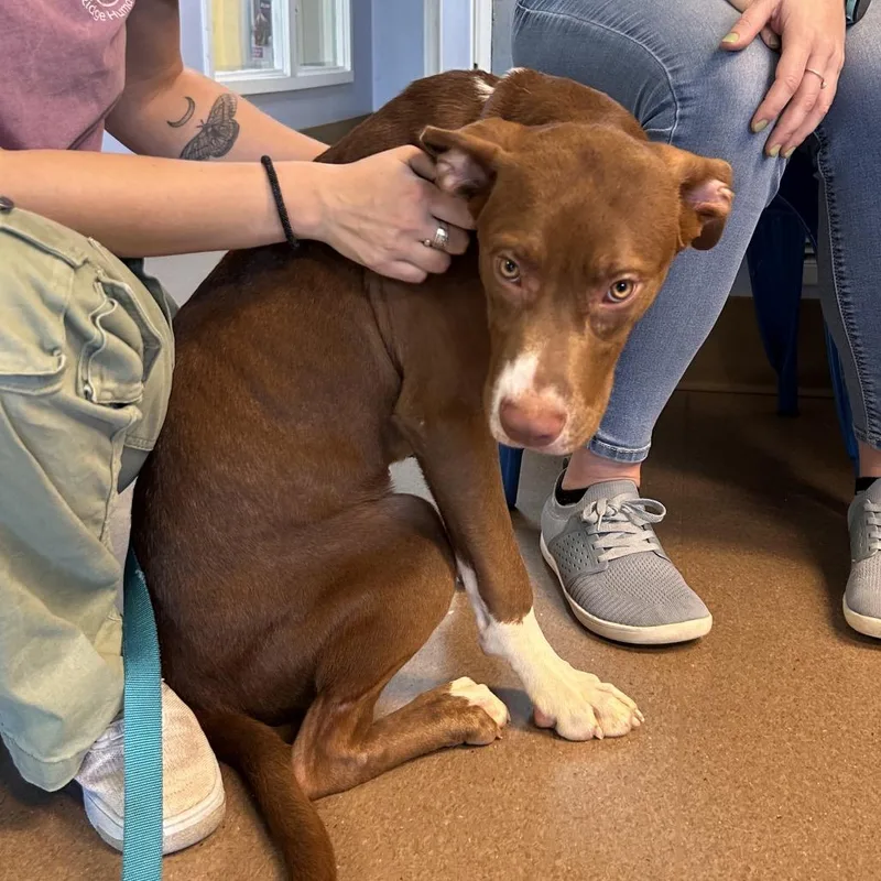 A baby medium-sized male Brown / Chocolate Mixed Breed dog named Max for adoption in Hendersonville, NC