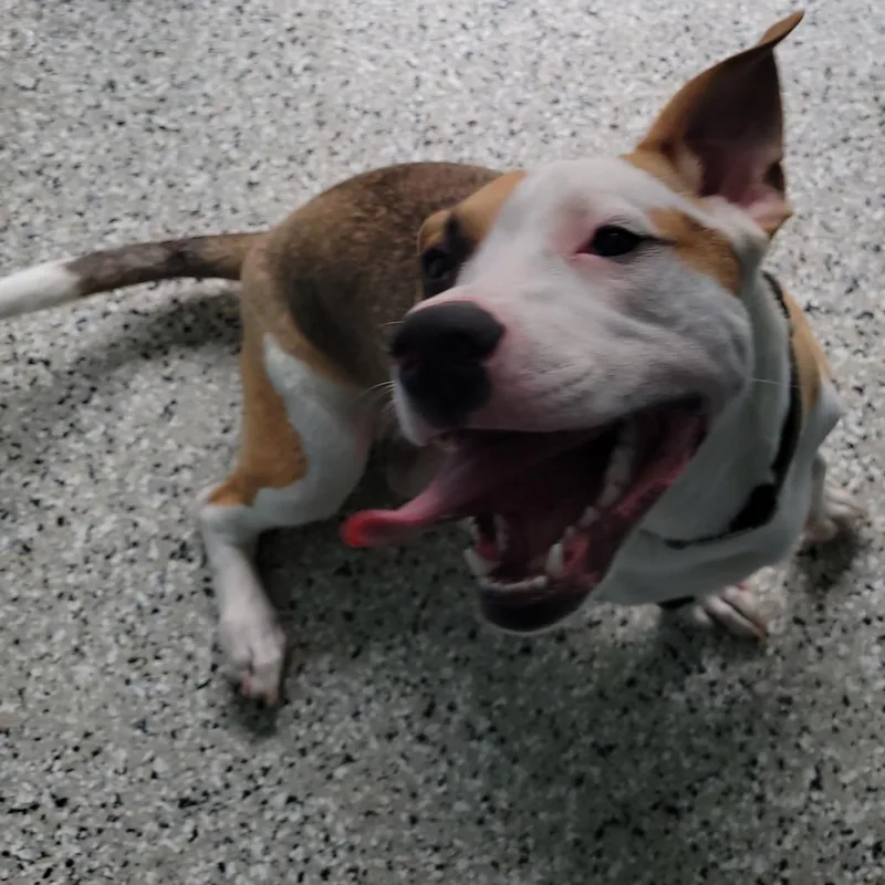 A young medium-sized male Yellow / Tan / Blond / Fawn Beagle dog named Aj for adoption in Hattiesburg, MS
