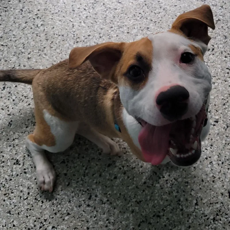 Aj thumbnail 2