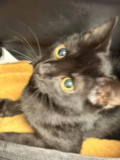 A baby small-sized male Domestic Short Hair cat named Mower for adoption in Memphis, TN