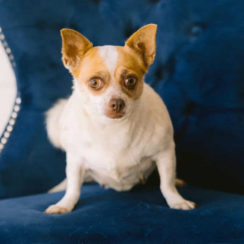 An adult small-sized female Chihuahua dog named Mayberry for adoption in Zionsville, IN