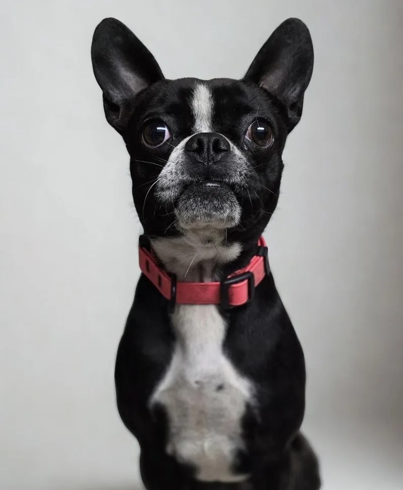 Stella Dolce   thumbnail 2