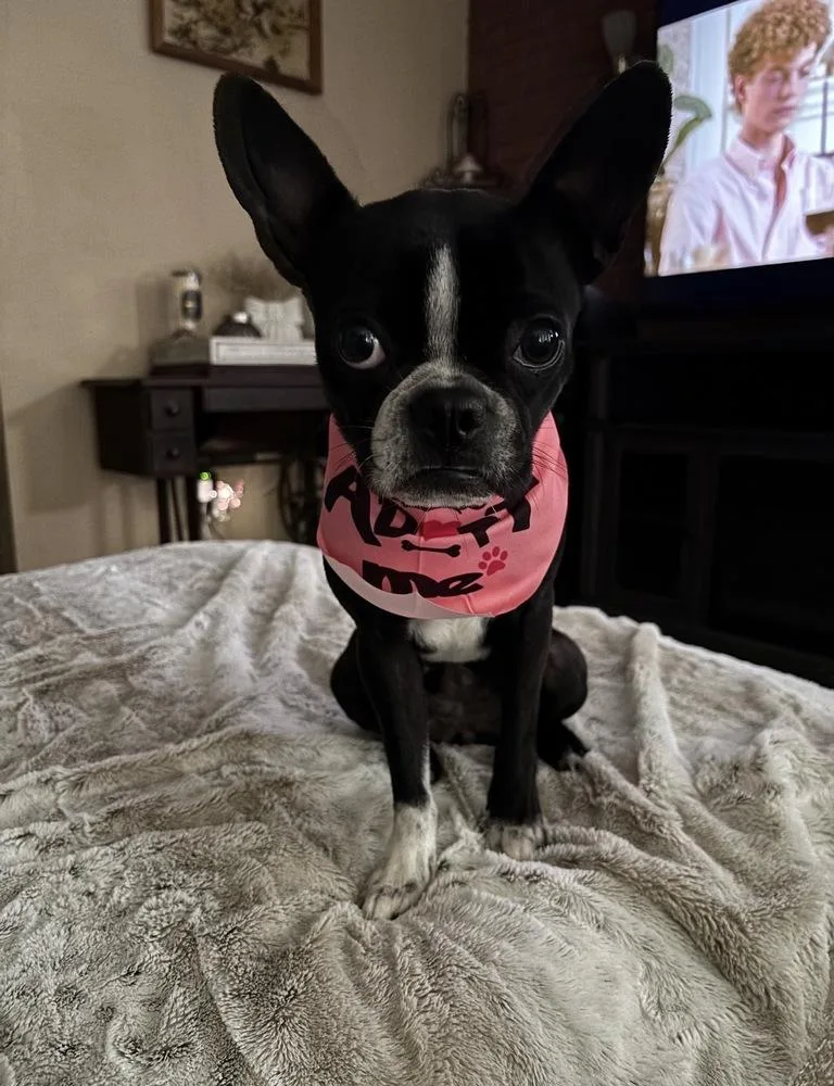 Stella Dolce   thumbnail 3