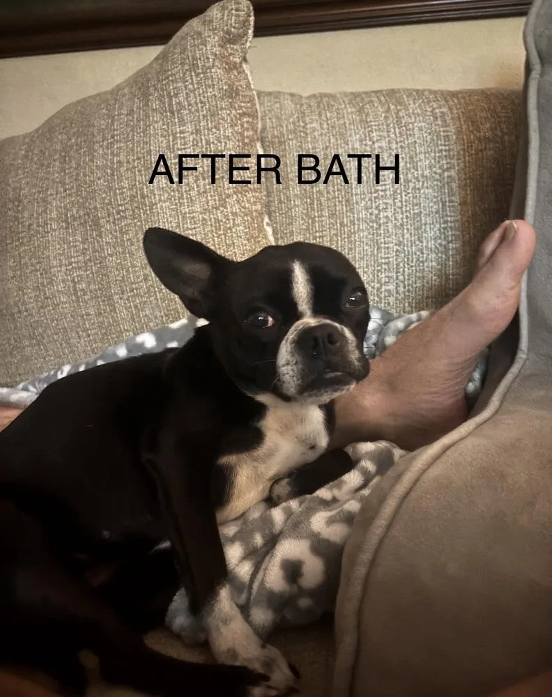 Stella Dolce   thumbnail 4