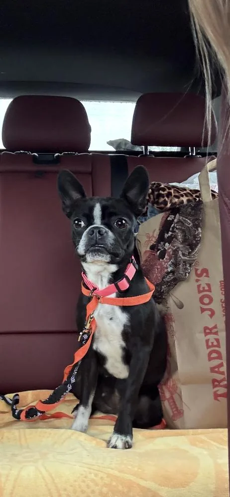 Stella Dolce   thumbnail 5