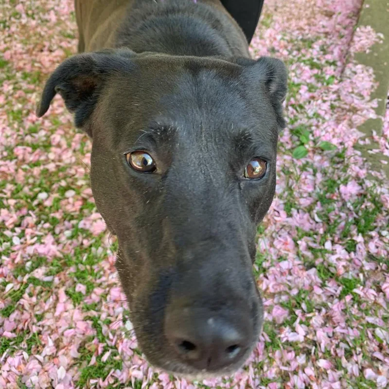 A senior large-sized female Black Labrador Retriever dog named Lola for adoption in Hampton Bays, NY