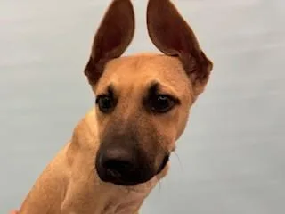 A baby large-sized male Black Mouth Cur dog named Buck for adoption in Coon Rapids, MN