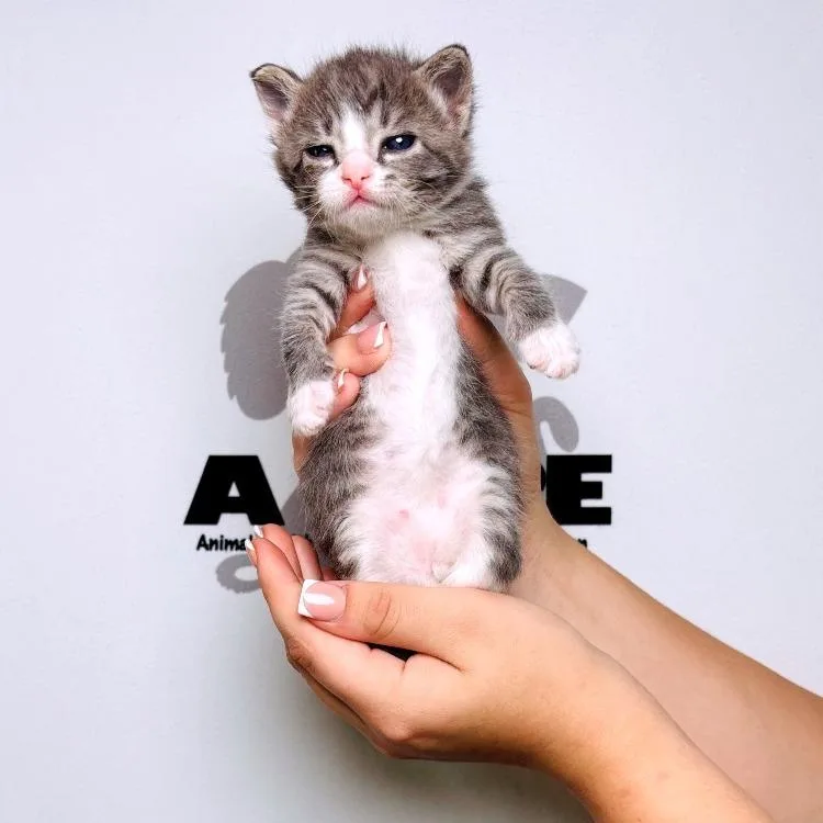 A baby small-sized male Gray / Blue / Silver American Shorthair cat named Buck for adoption in Milton, FL