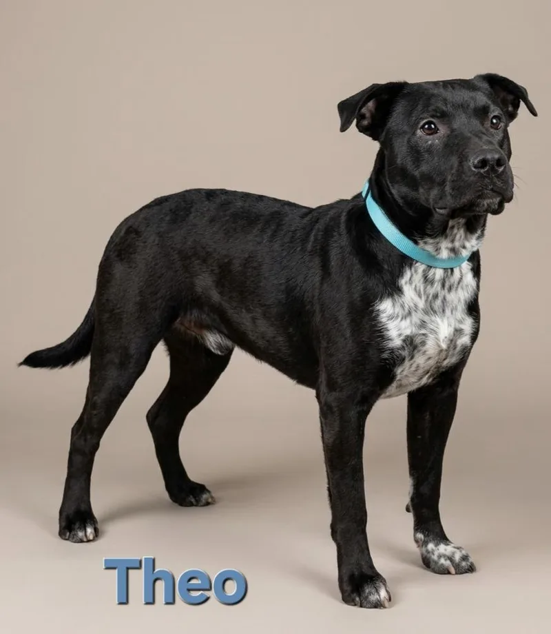 A young medium-sized male Australian Cattle Dog / Blue Heeler dog named Theo for adoption in Rutherfordton, NC