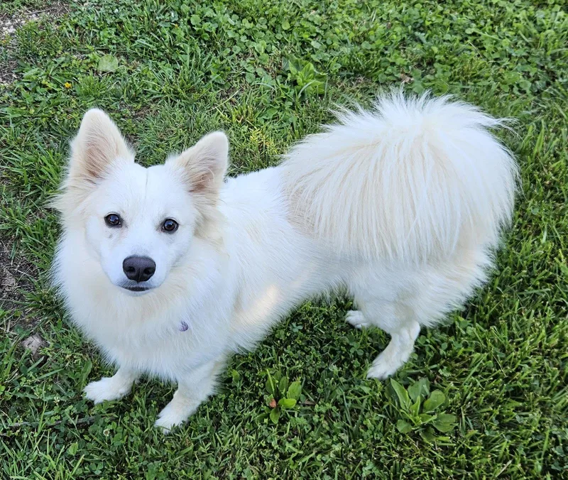 A young medium-sized male American Eskimo Dog dog named Whiskey of MD for adoption in Randallstown, MD