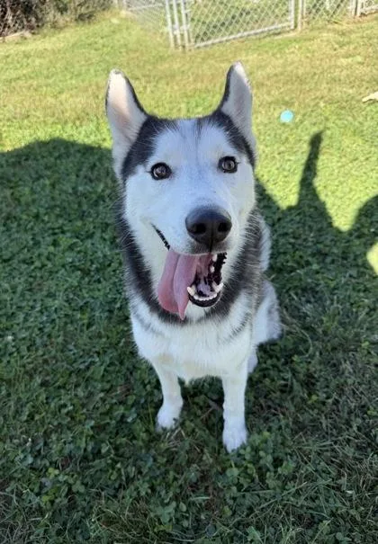 An adult medium-sized male Husky dog named Zeus for adoption in Columbus, IN