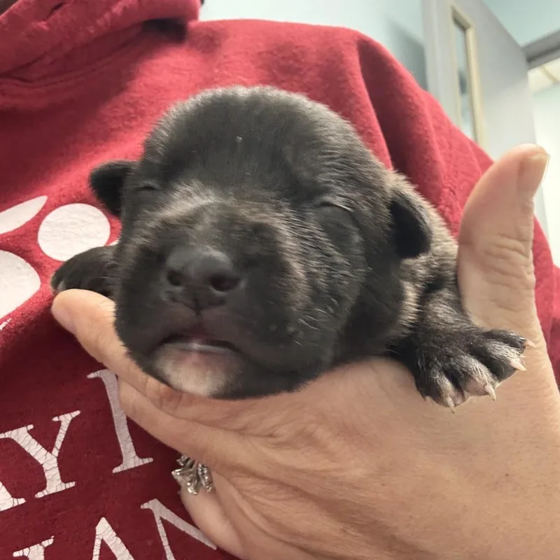 A baby small-sized male Black Pit Bull Terrier dog named Mykonos for adoption in East Saint Louis, IL