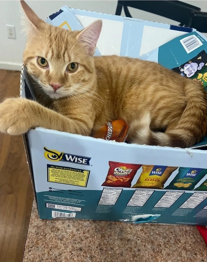 An adult medium-sized male Tabby (Orange / Red) Domestic Short Hair cat named Sunnyq for adoption in Metamora, IL
