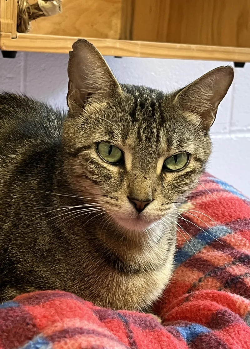 A young small-sized female Tabby (Brown / Chocolate) Domestic Short Hair cat named Fudge for adoption in Harrison, NY
