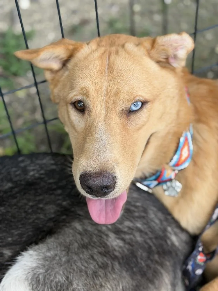 Apollo
