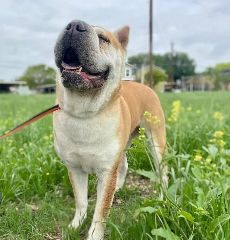 An adult medium-sized female Shar-Pei dog named Natalia for adoption in Lake Forest, CA