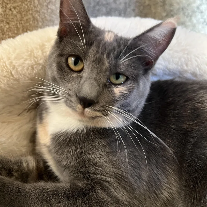A baby medium-sized male Gray & White Domestic Short Hair cat named Tent and Lantern for adoption in Grass Valley, CA