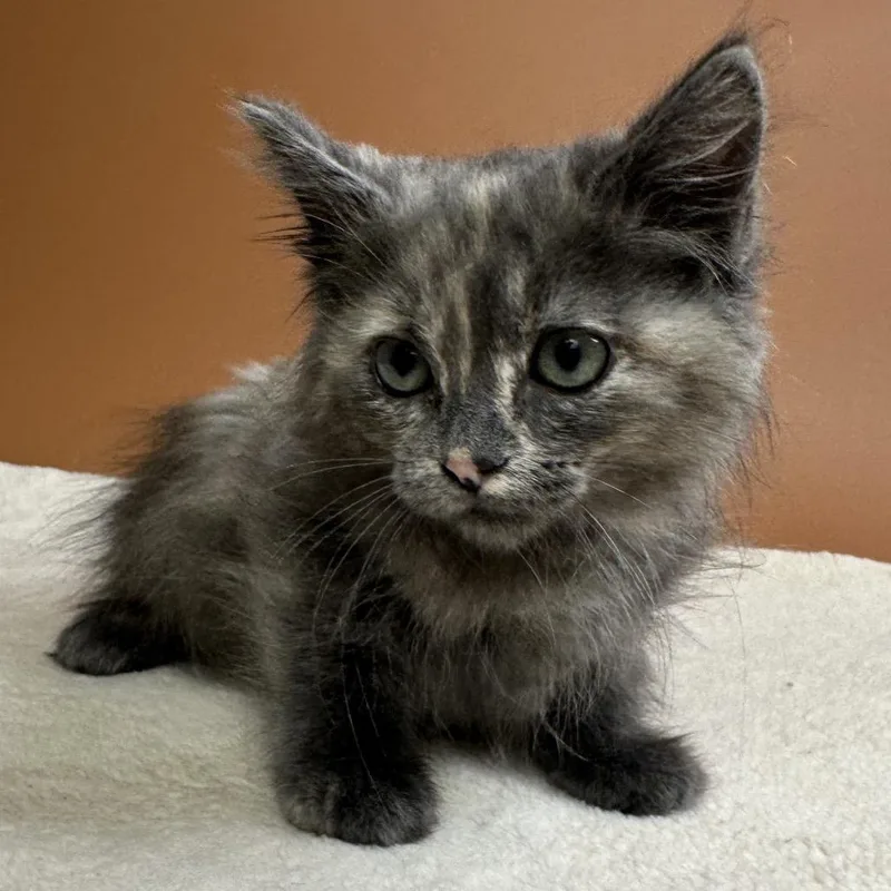 A baby small-sized female Domestic Medium Hair cat named Princess Donut for adoption in San Antonio, TX