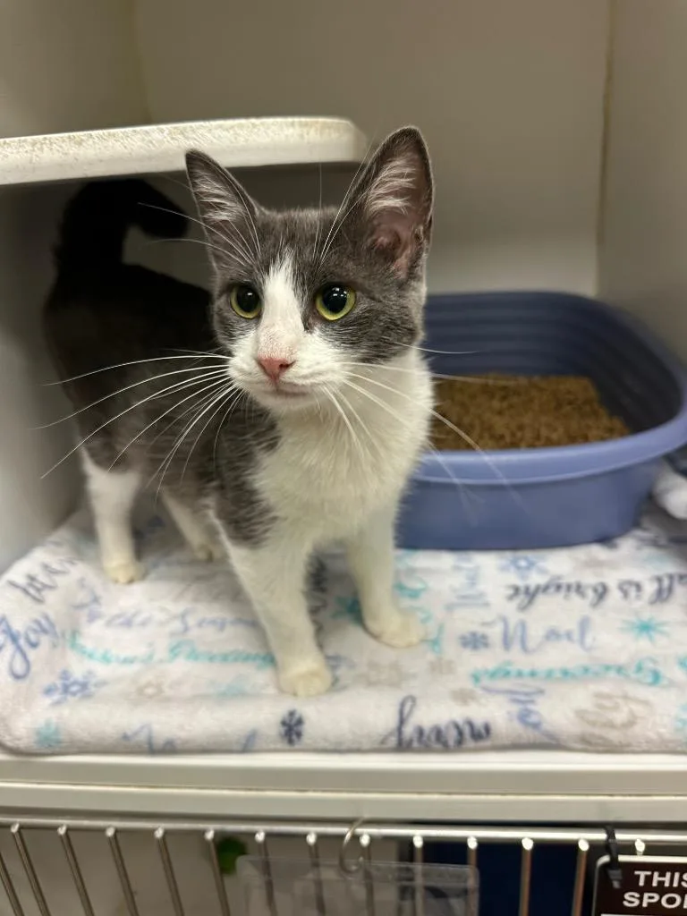 A young medium-sized female Domestic Short Hair cat named Ashley for adoption in Johnson City, TN