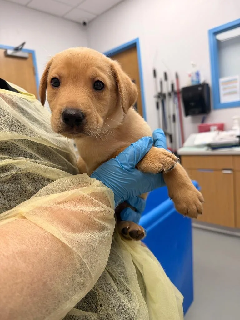 A baby small-sized male Labrador Retriever dog named Bodie for adoption in Hartsville, SC