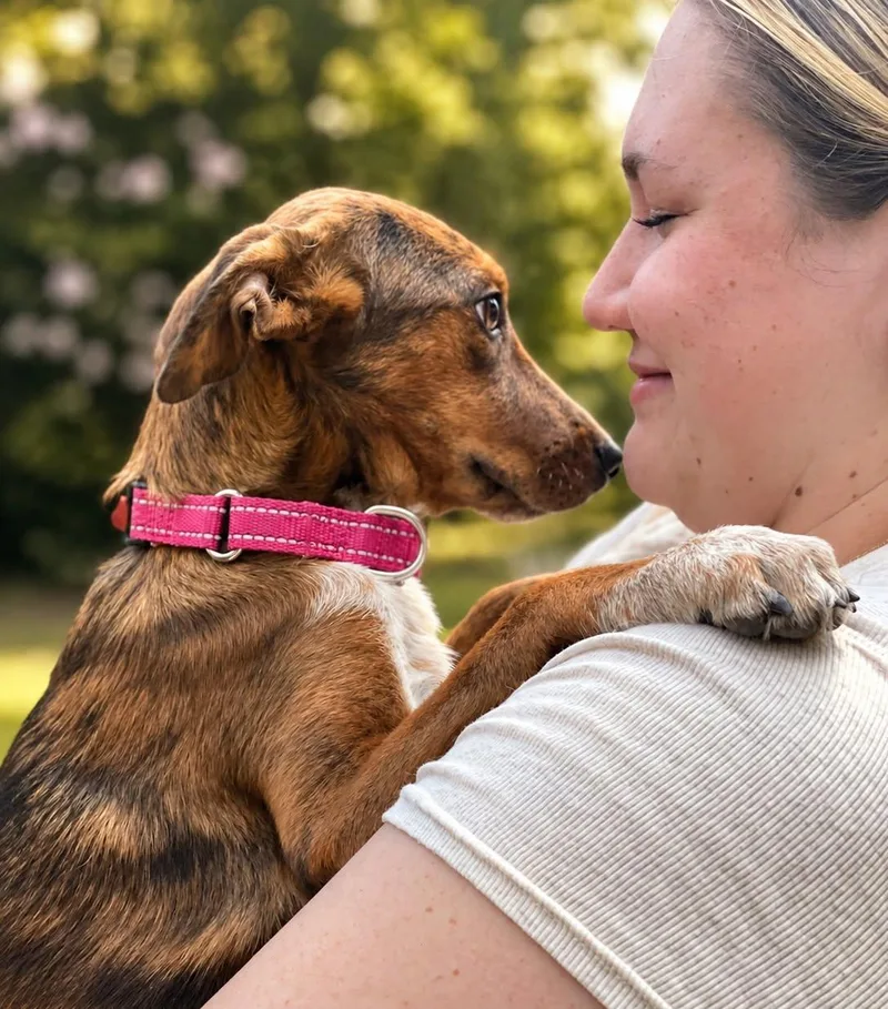 A baby medium-sized female Brindle Hound dog named June Bug for adoption in Union Grove, WI