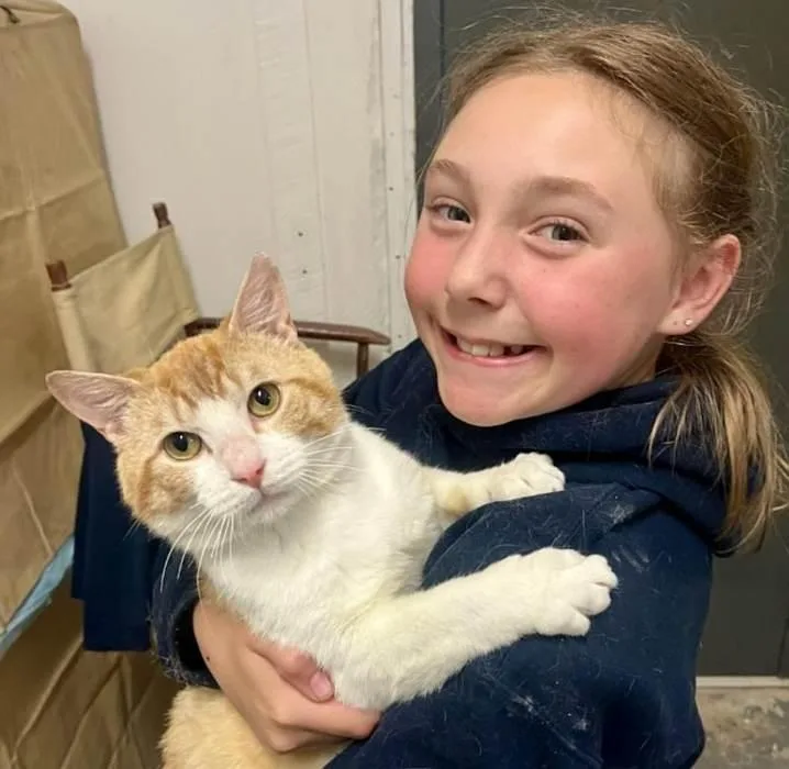 A young medium-sized male Tabby (Orange / Red) Domestic Short Hair cat named Colby Jack for adoption in Sequim, WA