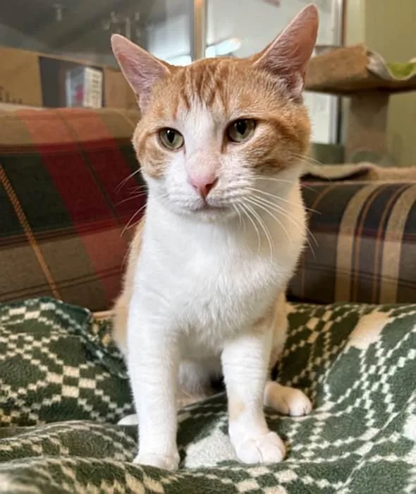 Colby Jack thumbnail 2