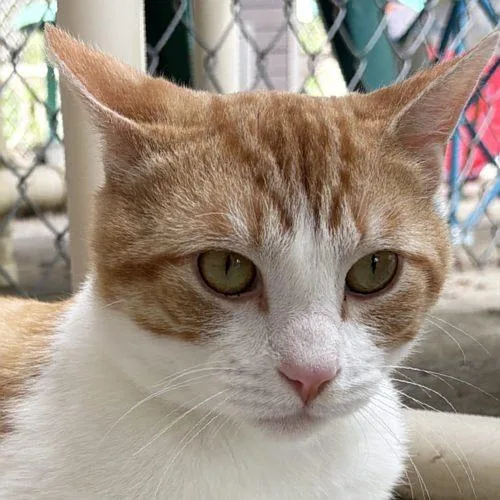 Colby Jack thumbnail 3