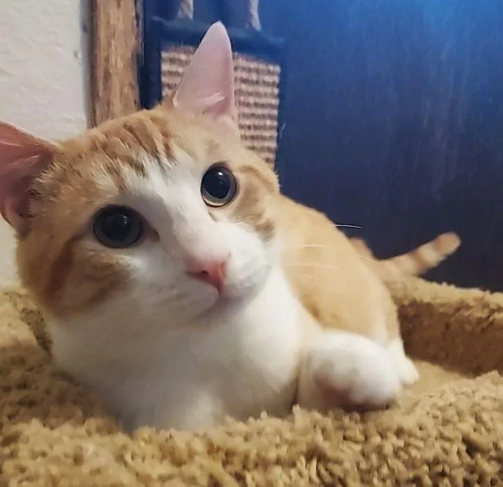 Colby Jack thumbnail 5