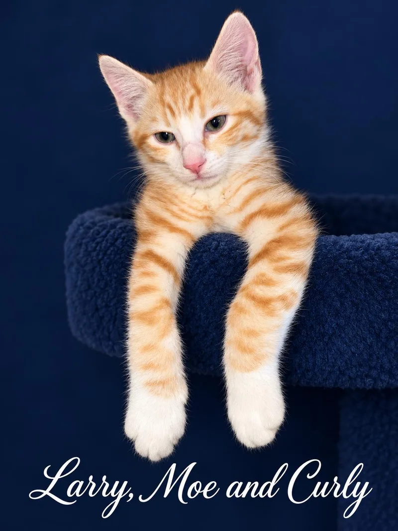 A young medium-sized male Domestic Medium Hair cat named Larry  Moe and for adoption in Reno, NV