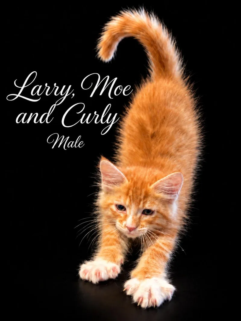 Larry  Moe and thumbnail 2