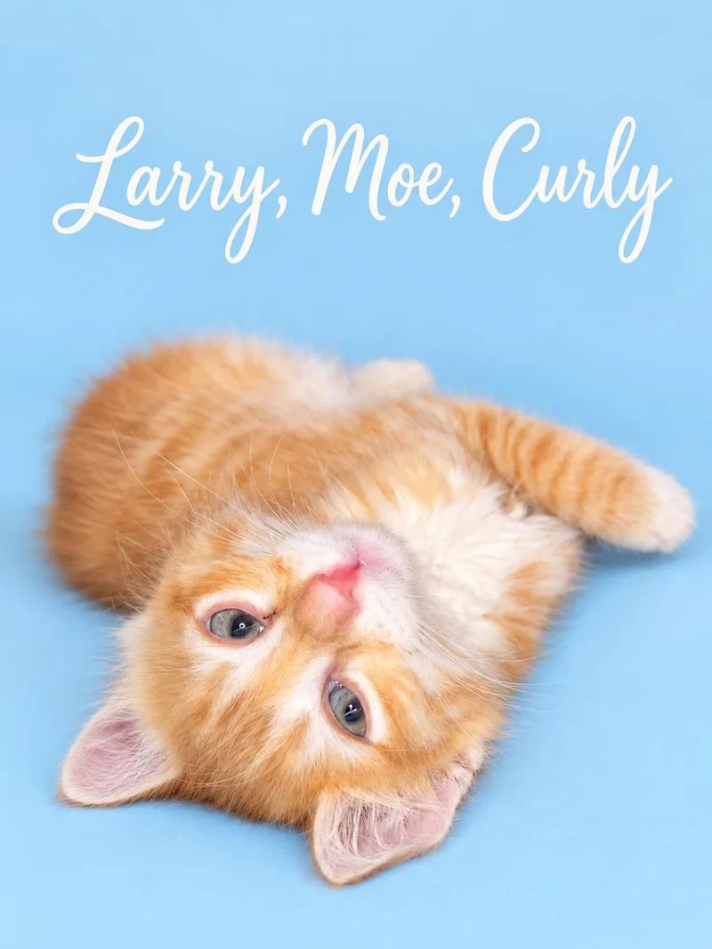 Larry  Moe and thumbnail 3