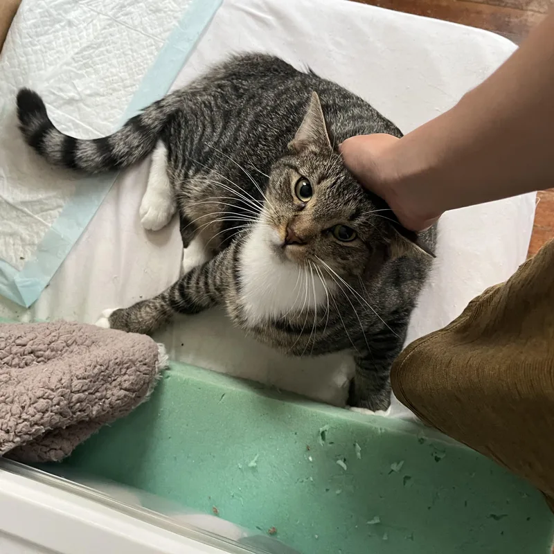 A baby medium-sized male Tabby (Brown / Chocolate) American Shorthair cat named Adrenaline & Seratonin for adoption in Highland Park, NJ