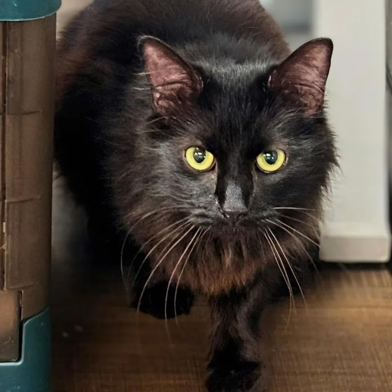 An adult small-sized male Black Domestic Long Hair cat named Gregor for adoption in Garfield, AR