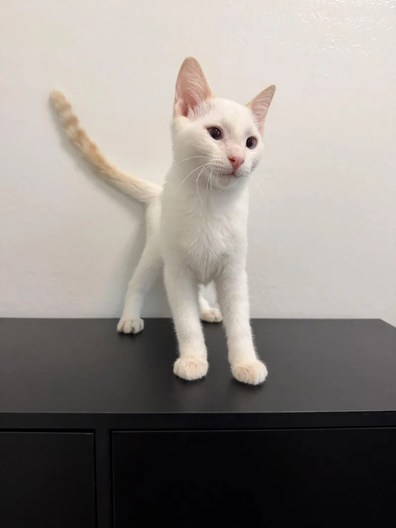 A baby medium-sized male Siamese cat named Marlon for adoption in Glendale, AZ
