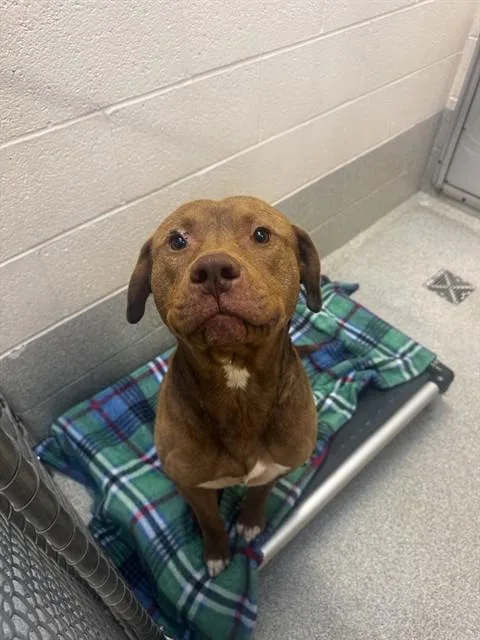 A young medium-sized male Pit Bull Terrier dog named Stellan for adoption in Statesville, NC