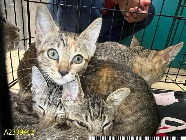 A baby small-sized female Domestic Short Hair cat named Claudia for adoption in West Palm Beach, FL