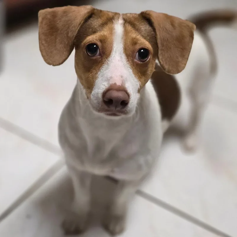 An adult small-sized female White / Cream Beagle dog named Shiloh for adoption in Kissimmee, FL