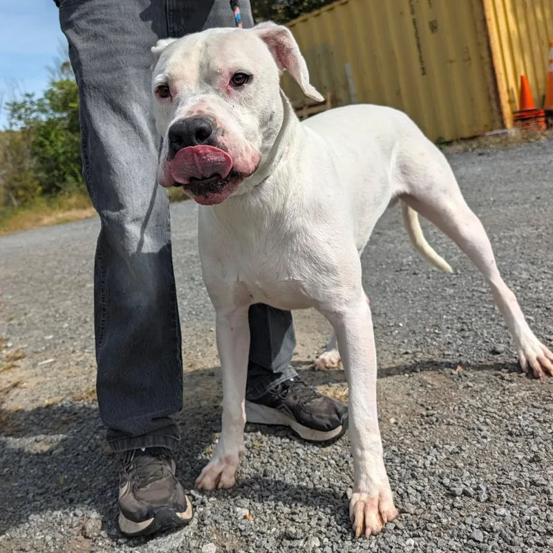 An adult large-sized male White / Cream Dogo Argentino dog named Tango for adoption in New Windsor, NY