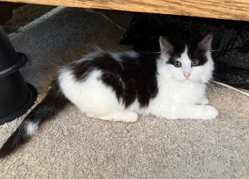 A baby small-sized female Domestic Long Hair cat named Milk for adoption in Newaygo, MI