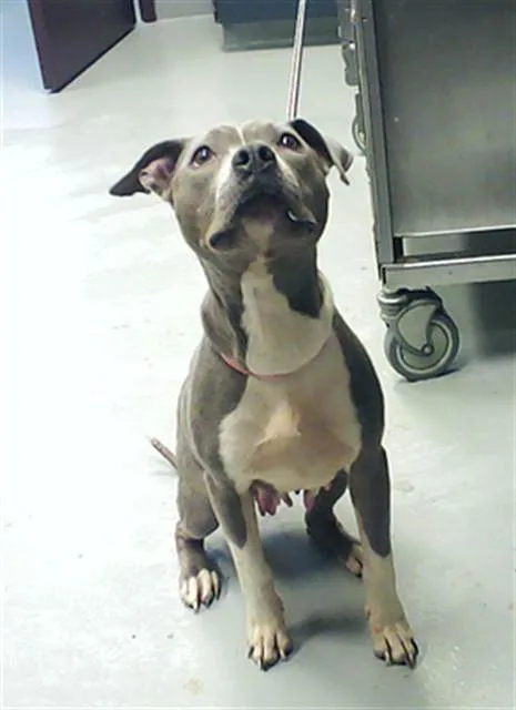 An adult medium-sized female Pit Bull Terrier dog named Sheila Kaye for adoption in Fayetteville, NC