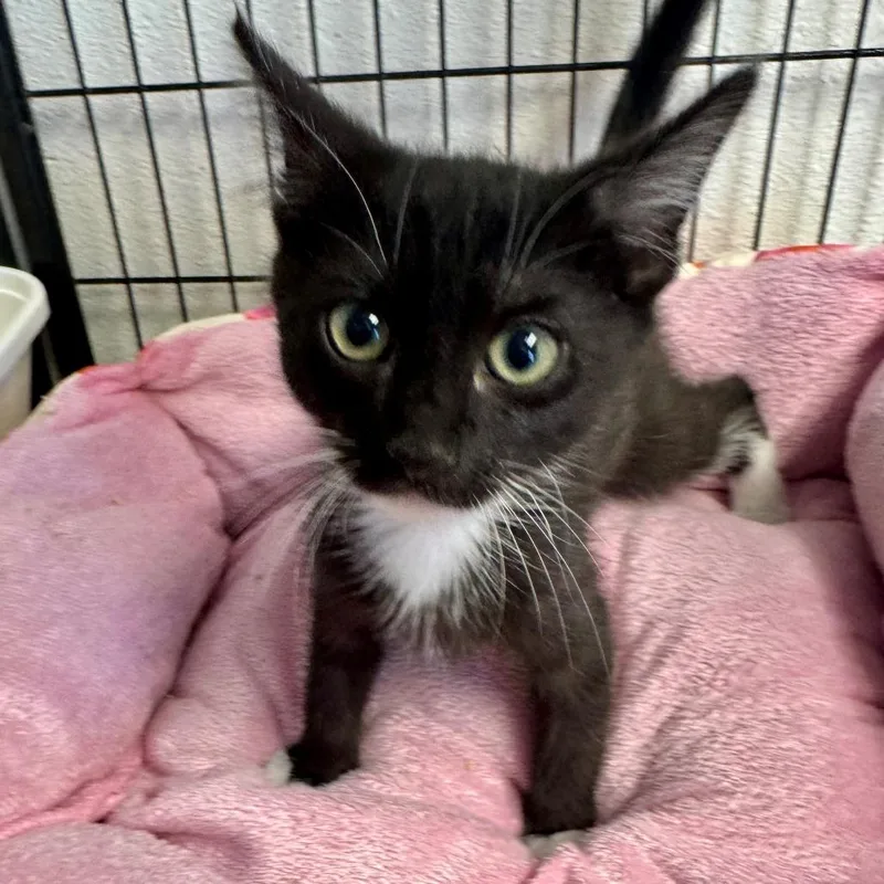 A baby small-sized female Black Domestic Short Hair cat named Clericat for adoption in Hawthorne, CA