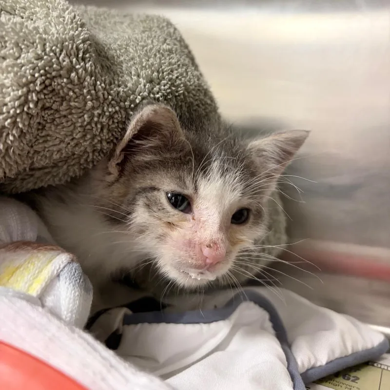 A baby small-sized male Gray / Blue / Silver Domestic Medium Hair cat named Slug for adoption in Charleston, WV
