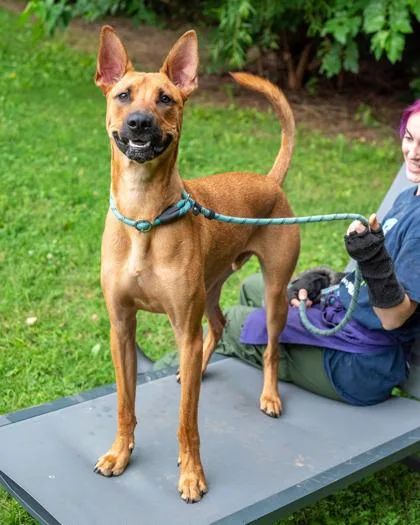 An adult large-sized male Mixed Breed dog named Trix for adoption in Chamblee, GA