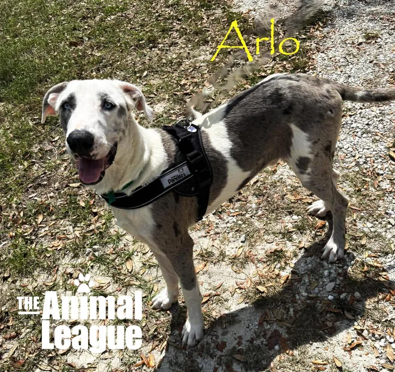 Arlo thumbnail 2
