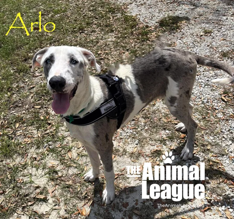 Arlo thumbnail 3