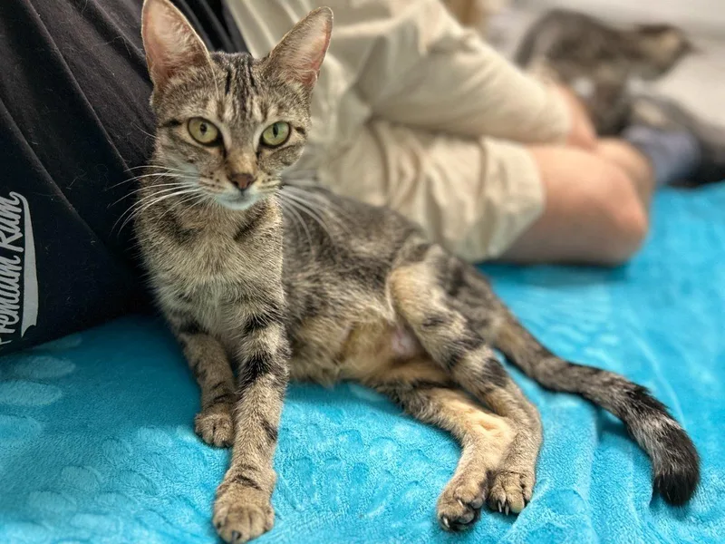 A young medium-sized female Tabby (Brown / Chocolate) Domestic Short Hair cat named Solina for adoption in Raleigh, NC
