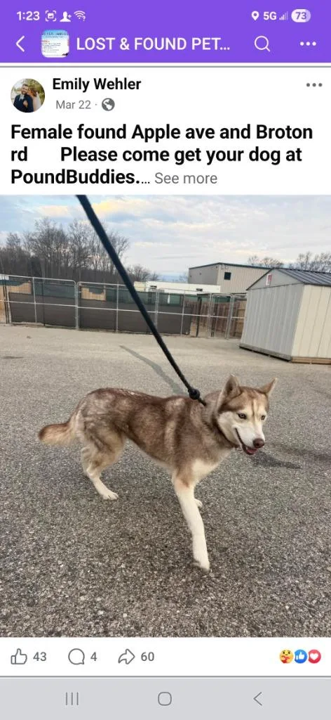 A young medium-sized female Husky dog named Hazelhess for adoption in Muskegon, MI
